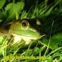 /home//u458753944/public_html/sourcegallery//Frogs/More bullfrogs/P7060248.JPG